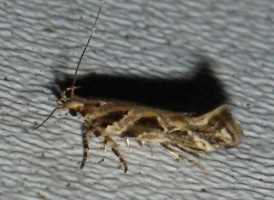 Pink-washed Aristotelia